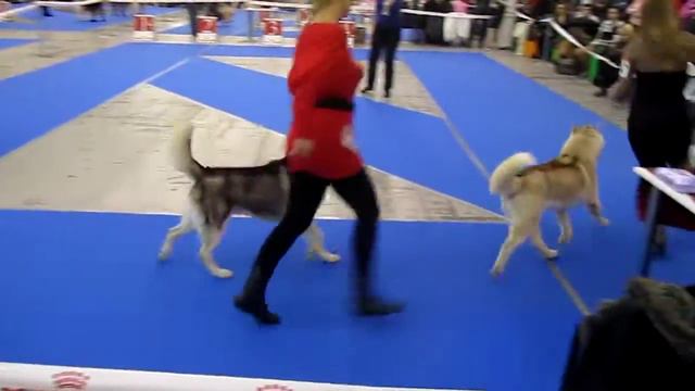 Киев2011CACIB сибирская хаски смотреть онлайн