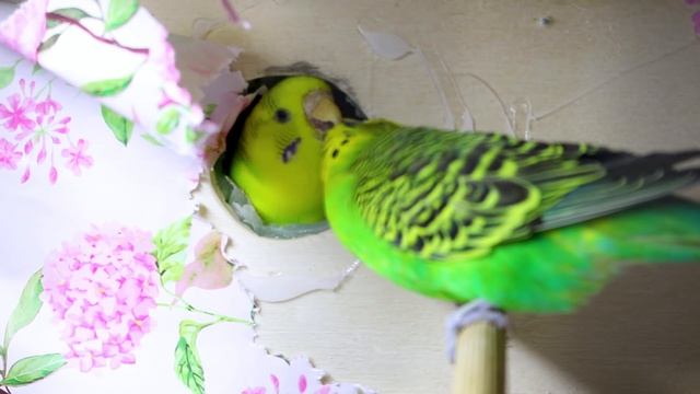 We Got a Budgie Egg! Finally! ? смотреть онлайн
