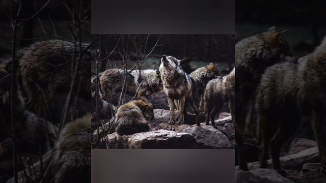 Волчья судьба смотреть онлайн