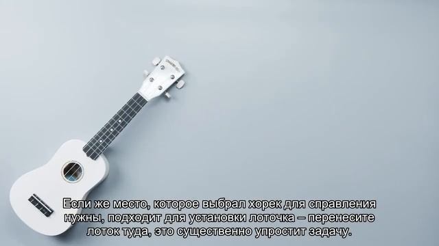 Приучение хорька к лотку смотреть онлайн