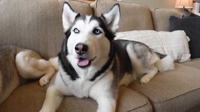 Male vs Female Siberian Huskies - (WHAT'S THE DIFFERENCE?) смотреть онлайн