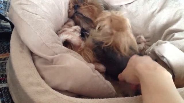 Очаровательный йорк