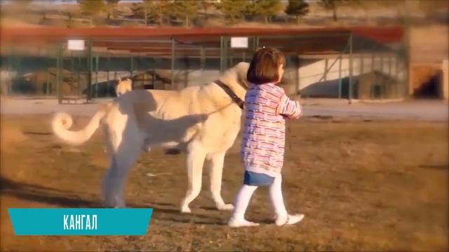 Друзья с Хвостиками