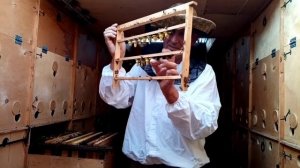 Вывод пчеломаток.Контроль приёма личинок на маточное воспитание.