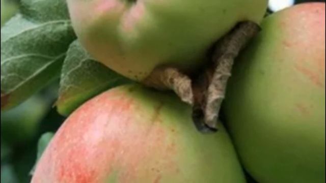 Яблоня сорта Антоновка виды, особенности выращивания, урожайность и зимостойкость смотреть онлайн