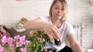 Как укоренить бугенвиллею, или как в народе бугенвиллИю?#бугенвиллия #бугенвиллея