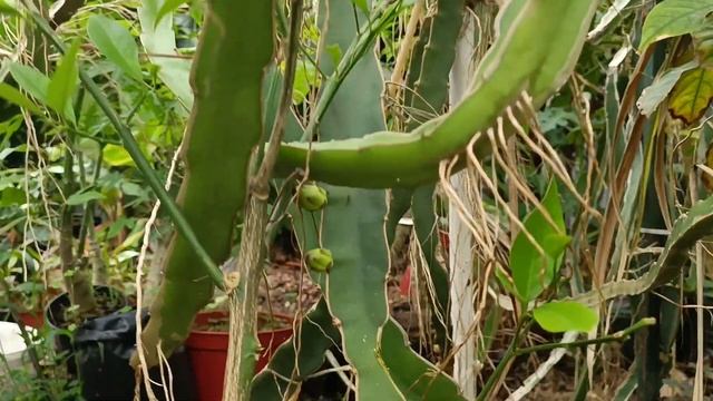 драгонфрут питахайя смотреть онлайн