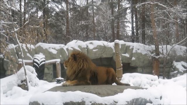 Красавец лев Сэм 30.03.2021 смотреть онлайн