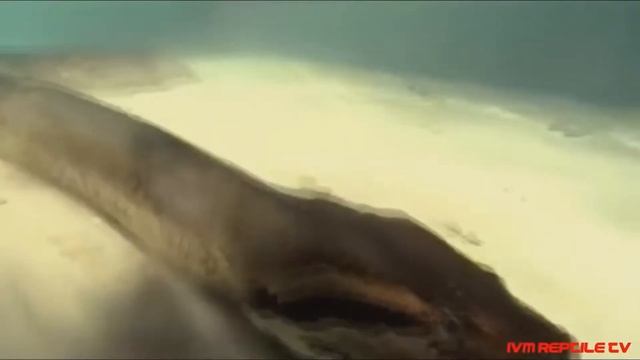 Громадные питоны смотреть онлайн