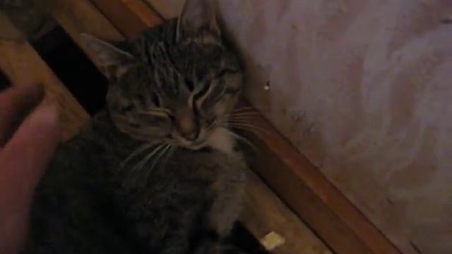 Усыпление кота Васяни смотреть онлайн