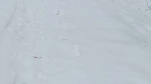 Мой побег из спортзала санатория Воробьёво