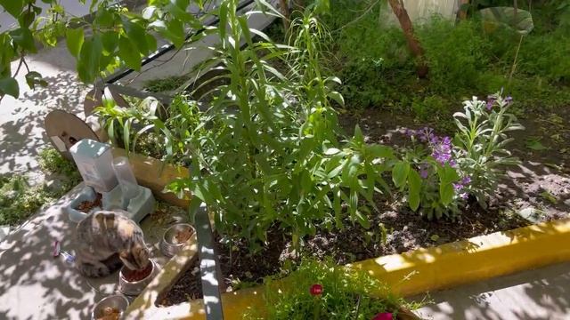 Котёнок Не принимает Новых Мам, Маруся пропала потом нашлась. смотреть онлайн