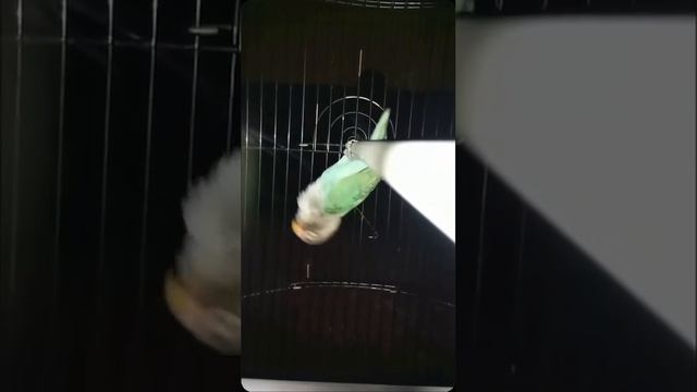 #memes смотреть онлайн