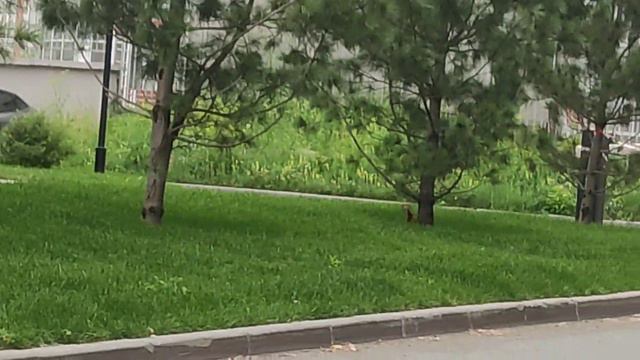 Новосибирск, пл.Калинина белки как в лесу. смотреть онлайн