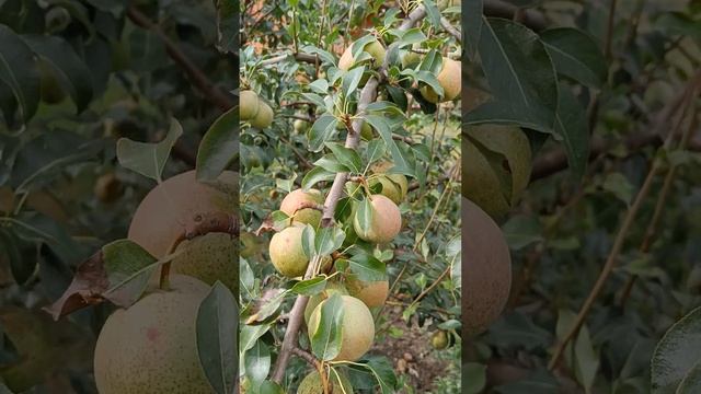 Груша Белорусская поздняя в Подмосковье 2022г смотреть онлайн