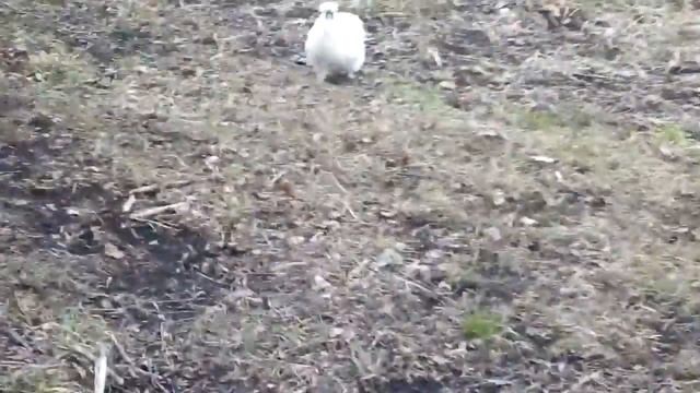 Ручной петух по кличке " Кыся" смотреть онлайн