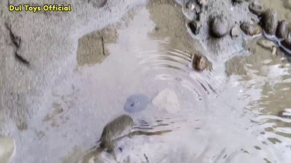 Sharks find koi fish in rivers, betta fish, turtles, ornamental fish, snakehead fish, crabs,nemo,16