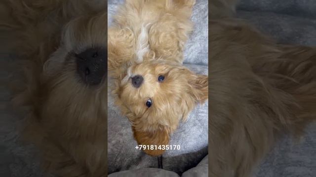 Мальтипу мальчик в поисках семьи.Док.СКОР.Привит полностью.Доставка)))#мальтипумикро#мальтипу# смотреть онлайн