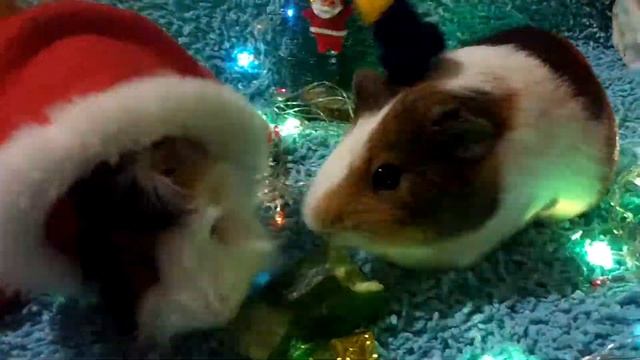 Омням ням морские свинки - Чук и Пиксель смотреть онлайн