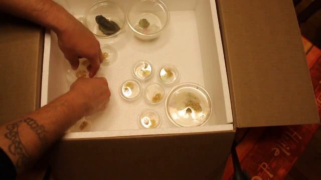 HUGE FROG UNBOXING FROM MIKES PHAT FROGS 09-13-16 смотреть онлайн