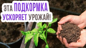 Выбор для подкормки рассады томатов для раннего урожая. Подкормка рассады ранних помидор