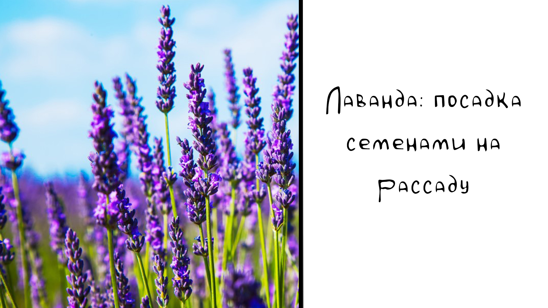 Лаванда: 4 способа посадки семенами. Можно без стратификации? смотреть онлайн