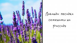 Лаванда: 4 способа посадки семенами. Можно без стратификации?