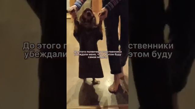 Собака ходит в модной одежде #мода #fashion #собака #животные смотреть онлайн