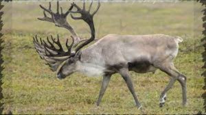 Песня лесной олень. Песня про лесного оленя для детей.