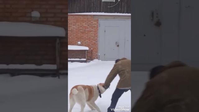 Настоящий АЛАБАЙ!!!! смотреть онлайн