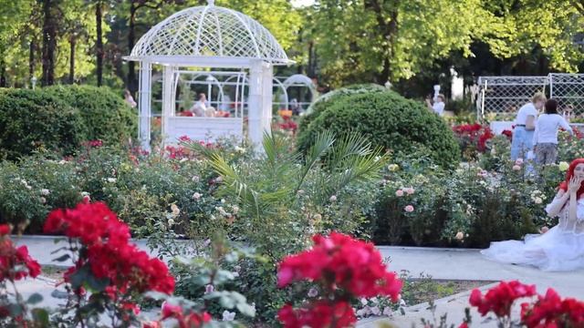 розы в ривьера парк сочи смотреть онлайн