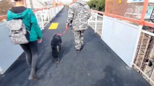 Банхар-монгольская овчарка: дрессировка, кормежка, послушание. "Мое Подворье"