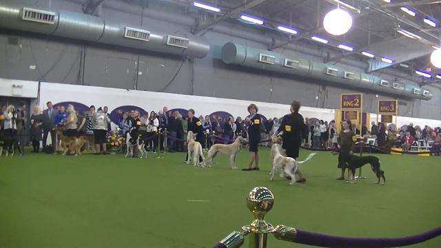 SALUKI Westminster dog show 2020 смотреть онлайн