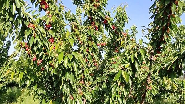 ROYAL TIOGA гилос нави ўзини ўзи чанглатади +998943024153