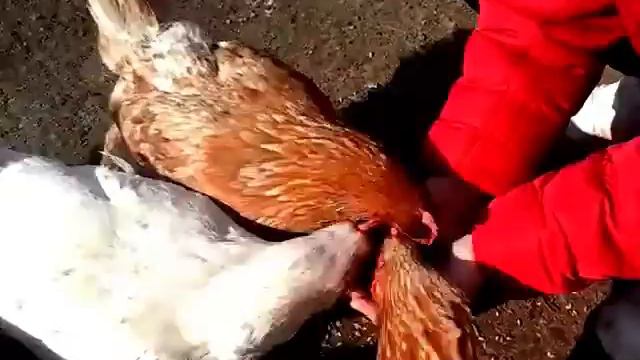 Ручные куры :)\ chickens смотреть онлайн