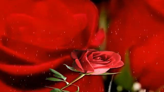 Roze смотреть онлайн