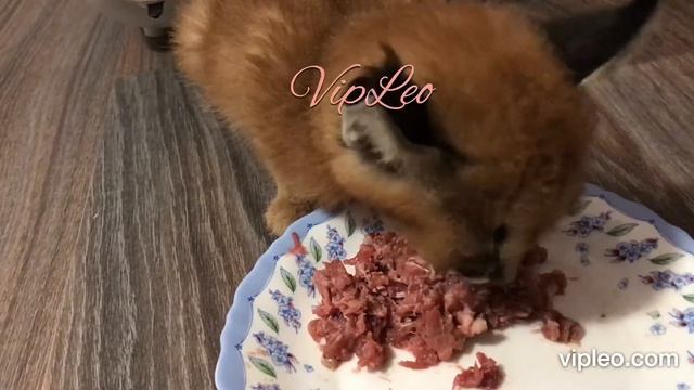 ♔VipLeo. Перевод котят каракал и сервал с молока на мясо. Кормление каракал, сервал. Caracal, serva смотреть онлайн