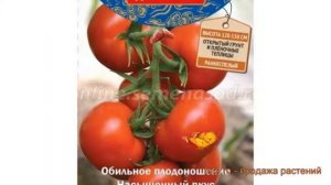 Томат обыкновенный Мангусто F1 (mangusto f1) ? обзор: как сажать, семена томата Мангусто F1