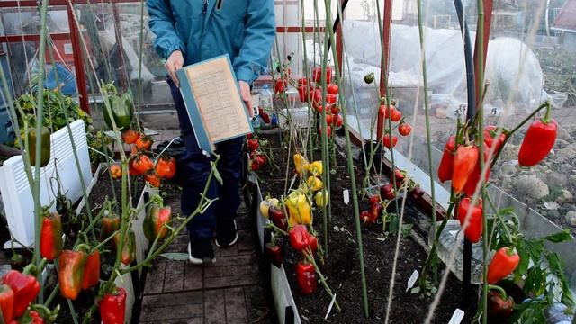 Перец: итоги 2020! Лучшие сорта перца вживую, а не на пакетиках с семенами, как у других!