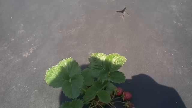 Клубника Крапо 10, посадка весна, стаканы мини трей! смотреть онлайн