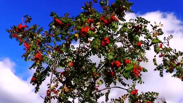 ,Уральская рябинушка"Собанцева Валентина засл.арт.РСФСР смотреть онлайн