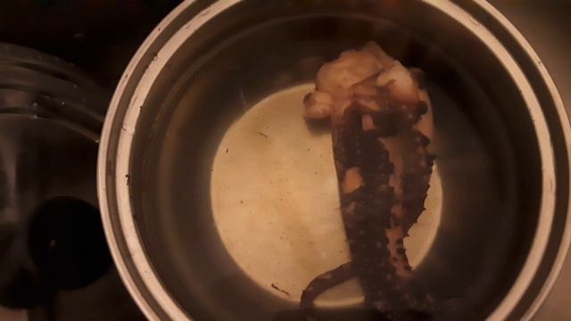 ОСЬМИНОГ ? с Токпокки/Рисовыми палочками ? и овощами ??. Париж/OCTOPUS ? aux Tokpokki et légumes. смотреть онлайн