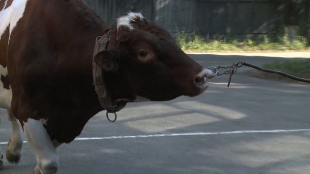 Лучшие быки - производители России. смотреть онлайн