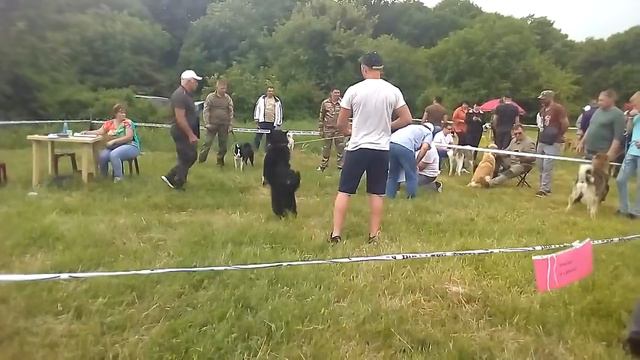 Лайки РЕ старшая группа суки и кобели смотреть онлайн