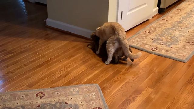 Male Scottish Fold cat is learning how to mate his Scottish Straight Female смотреть онлайн