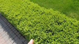 Самшит. ОСНОВНОЙ УХОД ЗА САМШИТОМ НА ВЕСЬ СЕЗОН.