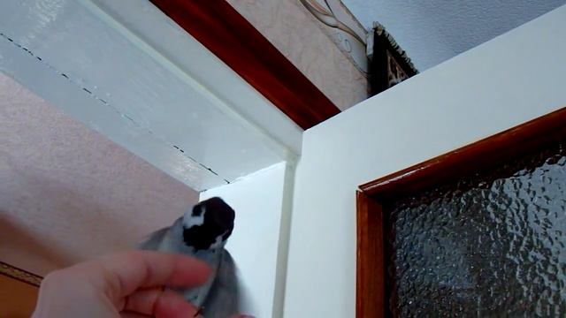 Смелый воробей Тоша нападает - защищайся хозяйка! смотреть онлайн