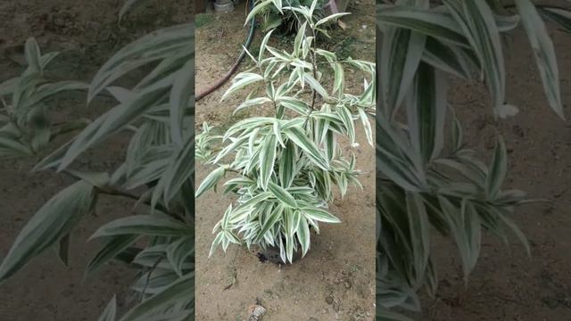 Dracaena surculosa Variegated 🪴❤️💓 смотреть онлайн