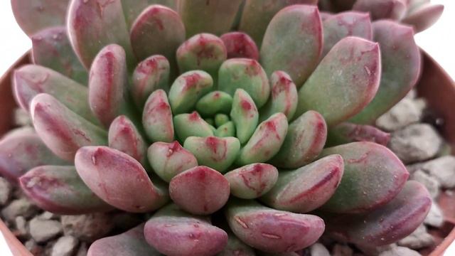 Graptoveria 'Bashful' смотреть онлайн