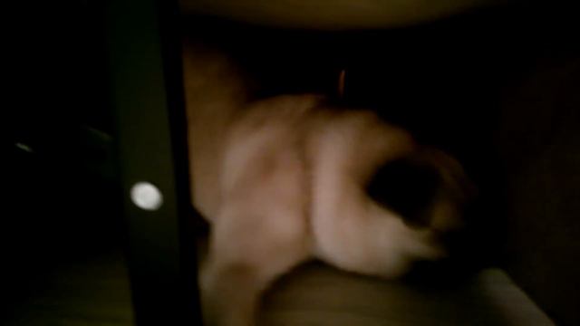 Мопс бесится смотреть онлайн